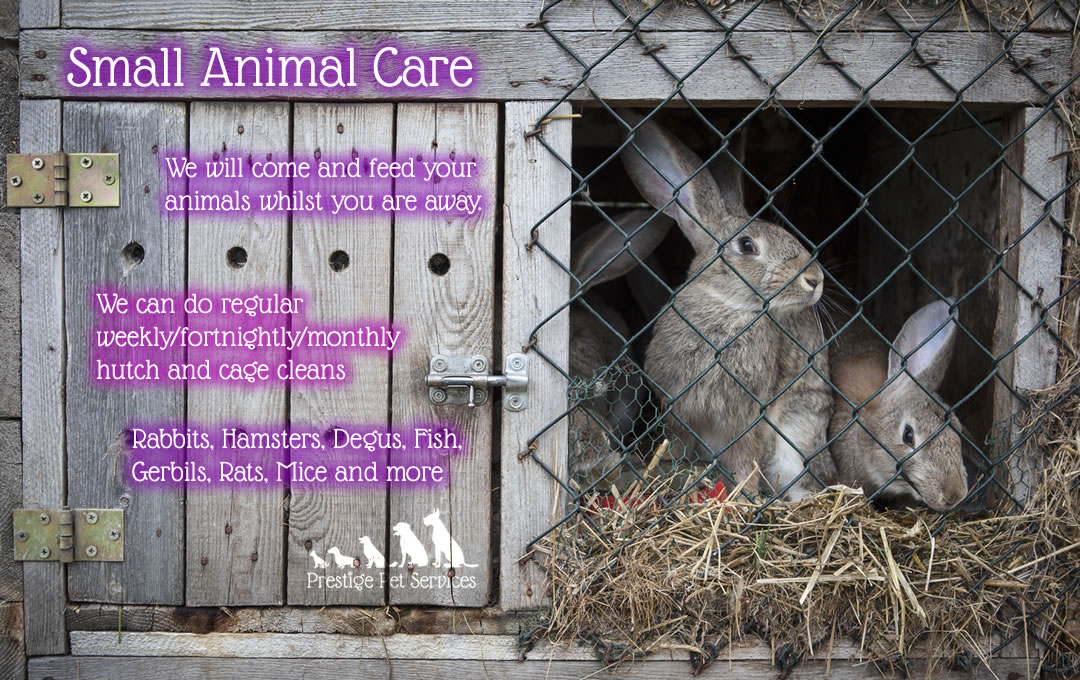 Small Animal Care in Swindon, Wiltshire
